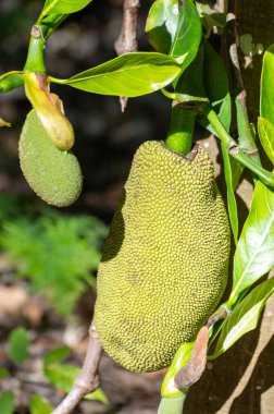 Hindistan, Bangladeş, Sri Lanka, Endonezya, Malezya ve Avustralya 'da yaygın olarak yetiştirilen Jackfruit veya jaca ağacı, tatlılarda kullanılan büyük olgun tatlı meyvelerle