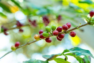 Yeşil ve kırmızı olgun kahve ağaçlı Arabika kahve ağacı tarlada kiraz, kahve çekirdeği üretimi, robusta bitkisi.