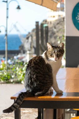 Tenerife adasındaki Icod de Los Vinos yakınlarındaki San Marcos plajında kedi, turizm beldesi, kışın güneşli bir tatil, Kanarya, İspanya