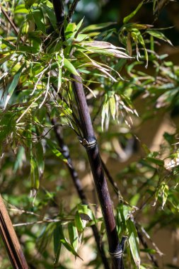 Bambu negro yeşil yaprakları, Çin 'den Poaceae bitkisi, bambu yapraklı bambu ağaçları güneş ışığı altında.