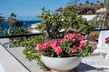 Costa Adeje ve Playa de las Americas yakınlarındaki Tenerife 'nin güneyindeki oteller, Kanarya adaları, kışın İspanya