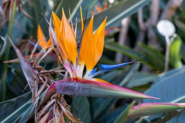 Strelitzia Reginae 'nin çiçeği, Tenerife' deki botanik bahçesinde renkli cennet kuşu.