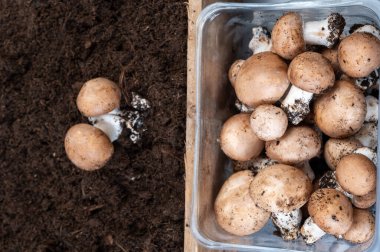 Brown fresh champignons mushrooms from underground caves in Kanne, Belgium, organic farm clipart