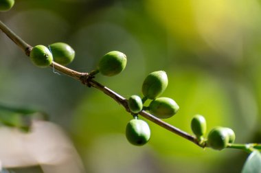 Yeşil ve kırmızı olgun kahve ağaçlı Arabika kahve ağacı tarlada kiraz, kahve çekirdeği üretimi, robusta bitkisi.