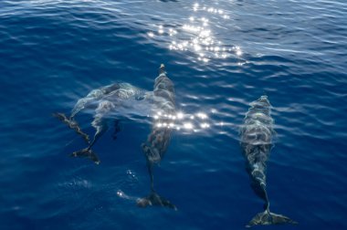 Atlantik Okyanusu 'nun derinliklerinde, Tenerife Adası' nın güneyinde, Kanarya 'da, İspanya' da, yaban hayatı deniz manzarasında, turistik teknelerden gelen dolar ve balina sürülerini izliyoruz.
