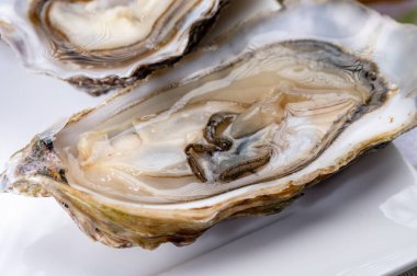 Taze çiğ tabak Fine de Claire Oleron istiridye kabukları istiridye çiftliği köyü, Marennes Oleron bölgesi, Fransa, deniz ürünleri konsepti.