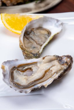 Taze çiğ tabak Fine de Claire Oleron istiridye kabukları istiridye çiftliği köyü, Marennes Oleron bölgesi, Fransa, deniz ürünleri konsepti.