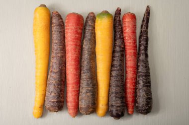 Renkli taze çiğ mor, sarı, kırmızı ve mor turuncu havuç Hollanda 'daki seradan sebze kökü, sağlıklı besin maddeleri.