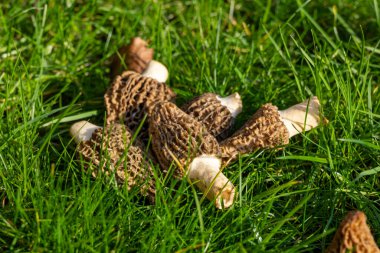 Yabani bahar mantarları, morşellalar ya da gerçek mantarlar. Gurme aşçılar için yenilebilir mantarlar. Katalan ve Fransız mutfağında, yeşil çimenlerde, ilkbaharda çiftlikte morinalarda hasat.