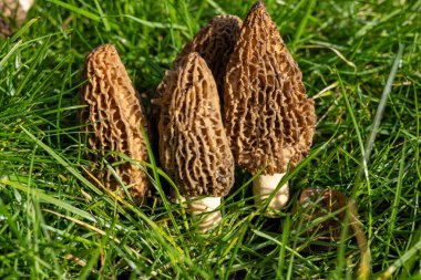 Yabani bahar mantarları, morşellalar ya da gerçek mantarlar. Gurme aşçılar için yenilebilir mantarlar. Katalan ve Fransız mutfağında, yeşil çimenlerde, ilkbaharda çiftlikte morinalarda hasat.