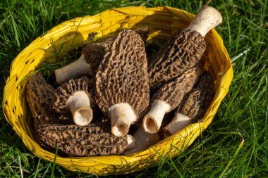 Yabani bahar mantarları, morşellalar ya da gerçek mantarlar. Gurme aşçılar için yenilebilir mantarlar. Katalan ve Fransız mutfağında, yeşil çimenlerde, ilkbaharda çiftlikte morinalarda hasat.