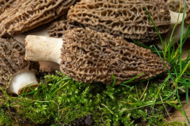 Çiğ bahar mantarları morşeller ya da gerçek mantarlar gurme aşçılar için yenilebilir kese mantarları, Katalan ve Fransız mutfağında, yenilebilir yabani mantarlar