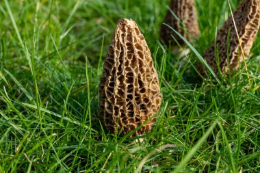 Yabani bahar mantarları, morşellalar ya da gerçek mantarlar. Gurme aşçılar için yenilebilir mantarlar. Katalan ve Fransız mutfağında, yeşil çimenlerde, ilkbaharda çiftlikte morinalarda hasat.