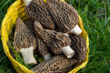 Yabani bahar mantarları, morşellalar ya da gerçek mantarlar. Gurme aşçılar için yenilebilir mantarlar. Katalan ve Fransız mutfağında, yeşil çimenlerde, ilkbaharda çiftlikte morinalarda hasat.