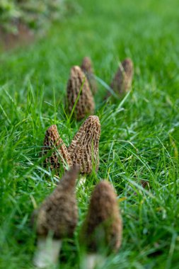 Yabani bahar mantarları, morşellalar ya da gerçek mantarlar. Gurme aşçılar için yenilebilir mantarlar. Katalan ve Fransız mutfağında, yeşil çimenlerde, ilkbaharda çiftlikte morinalarda hasat.
