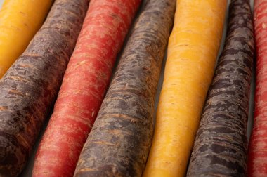 Renkli taze çiğ mor, sarı, kırmızı ve mor turuncu havuç Hollanda 'daki seradan sebze kökü, sağlıklı besin maddeleri.