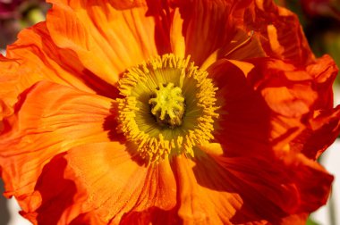 Çiçekli portakallı gelincik çiçekleri Güneş ışığına kapanıp beyaza kapanıyor