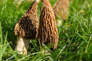 Yabani bahar mantarları, morşellalar ya da gerçek mantarlar. Gurme aşçılar için yenilebilir mantarlar. Katalan ve Fransız mutfağında, yeşil çimenlerde, ilkbaharda çiftlikte morinalarda hasat.