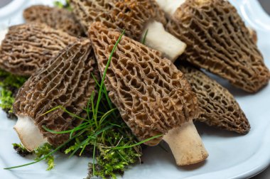 Çiğ bahar mantarları morşeller ya da gerçek mantarlar gurme aşçılar için yenilebilir kese mantarları, Katalan ve Fransız mutfağında, yenilebilir yabani mantarlar