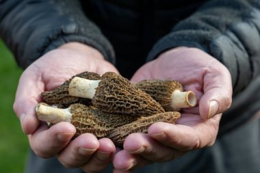 Bahar mantarlarının yetiştirilmesi morşellalar ya da gerçek mantarlar gurme aşçılar için yenilebilir mantarlar, Katalan ve Fransız mutfağı, taze çiğ mantarlı işçi elleri