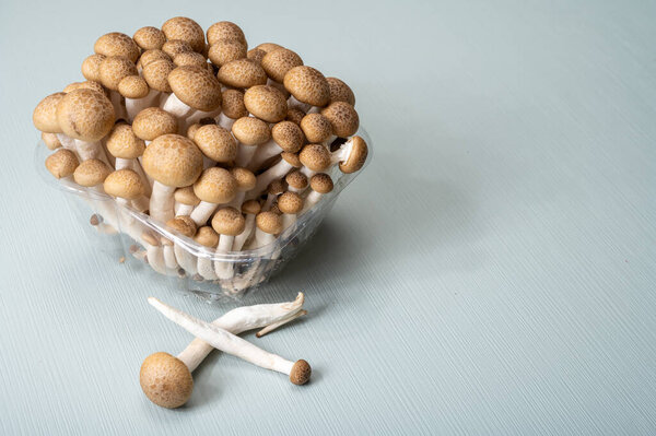 Свежие коричневые шимеджи съедобные грибы, произрастающие в Восточной Азии, буна-шимэдзи широко культивируется и богаты соединениями для дегустации умами вблизи