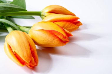 Beyaz arkaplanda renkli turuncu Fransız laleleri fotokopi alanı üst görünüm, kutlama kartı, dekorasyon veya duvar kağıdı kavramı