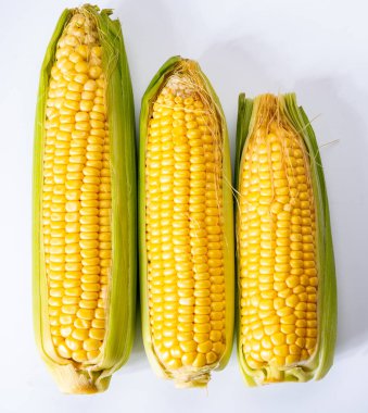 Taze sarı taze taze çiğ mısır, mısır şekeri veya mısır, çeşitli mısır bitkileri, pişmemiş.