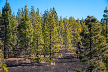 Tenerife 'deki Teide Ulusal Parkı' nı ziyaret etmek ve volkanik manzaralara ve kışın Kanarya Adaları, İspanya 'daki yeşil Kanarya çam ağaçlarına bakmak