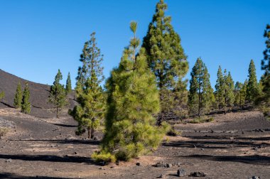Tenerife 'deki Teide Ulusal Parkı' nı ziyaret etmek ve volkanik manzaralara ve kışın Kanarya Adaları, İspanya 'daki yeşil Kanarya çam ağaçlarına bakmak