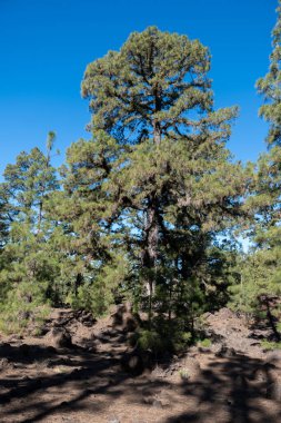 Tenerife 'deki Teide Ulusal Parkı' nı ziyaret etmek ve volkanik manzaralara ve kışın Kanarya Adaları, İspanya 'daki yeşil Kanarya çam ağaçlarına bakmak