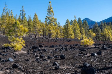 Tenerife 'deki Teide Ulusal Parkı' nı ziyaret etmek ve volkanik manzaralara ve kışın Kanarya Adaları, İspanya 'daki yeşil Kanarya çam ağaçlarına bakmak
