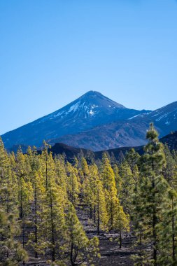 Tenerife 'deki Teide Ulusal Parkı' nı ziyaret etmek ve volkanik manzaralara ve kışın Kanarya Adaları, İspanya 'daki yeşil Kanarya çam ağaçlarına bakmak