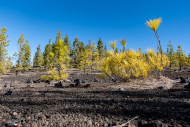 Tenerife 'deki Teide Ulusal Parkı' nı ziyaret etmek ve volkanik manzaralara ve kışın Kanarya Adaları, İspanya 'daki yeşil Kanarya çam ağaçlarına bakmak