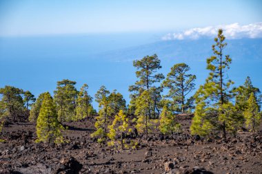 Tenerife 'deki Teide Ulusal Parkı' nı ziyaret etmek ve volkanik manzaralara ve kışın Kanarya Adaları, İspanya 'daki yeşil Kanarya çam ağaçlarına bakmak