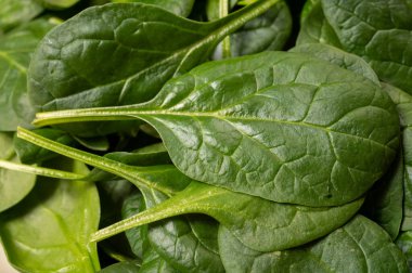 Taze yeşil bebek ıspanak yaprakları, diyet ve sağlık konsepti, kilo kaybı, seramik tabakta yıkanmış ıspanak, çiğ gıda