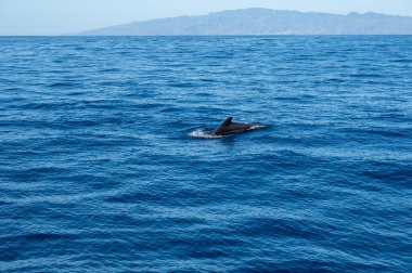 Atlantik Okyanusu 'nun derinliklerinde, Tenerife Adası' nın güneyinde, Kanarya 'da, İspanya' da, yaban hayatı deniz manzarasında, turistik teknelerden gelen dolar ve balina sürülerini izliyoruz.