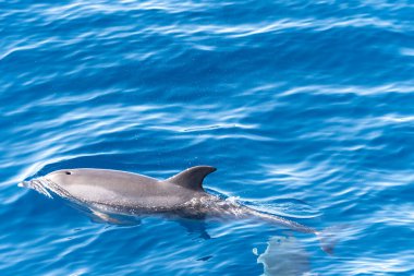 Atlantik Okyanusu 'nun derinliklerinde, Tenerife Adası' nın güneyinde, Kanarya 'da, İspanya' da, yaban hayatı deniz manzarasında, turistik teknelerden gelen dolar ve balina sürülerini izliyoruz.