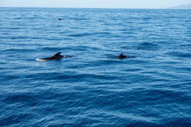 Atlantik Okyanusu 'nun derinliklerinde, Tenerife Adası' nın güneyinde, Kanarya 'da, İspanya' da, yaban hayatı deniz manzarasında, turistik teknelerden gelen dolar ve balina sürülerini izliyoruz.