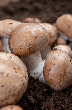 Belçika, Kanne 'deki yeraltı mağaralarından taze kahverengi mantar mantarları. Organik çiftlik.