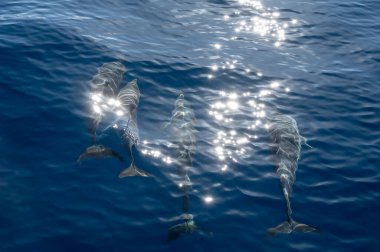 Atlantik Okyanusu 'nun derinliklerinde, Tenerife Adası' nın güneyinde, Kanarya 'da, İspanya' da, yaban hayatı deniz manzarasında, turistik teknelerden gelen dolar ve balina sürülerini izliyoruz.