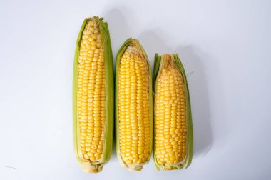 Taze sarı taze taze çiğ mısır, mısır şekeri veya mısır, çeşitli mısır bitkileri, pişmemiş.