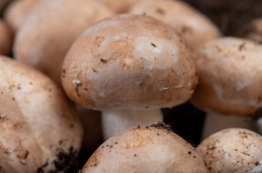 Belçika, Kanne 'deki yeraltı mağaralarından taze kahverengi mantar mantarları. Organik çiftlik.