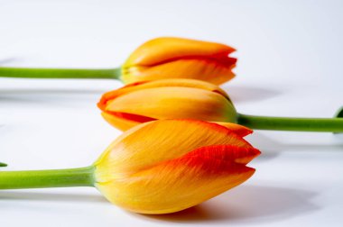 Beyaz arkaplanda renkli turuncu Fransız laleleri fotokopi alanı üst görünüm, kutlama kartı, dekorasyon veya duvar kağıdı kavramı