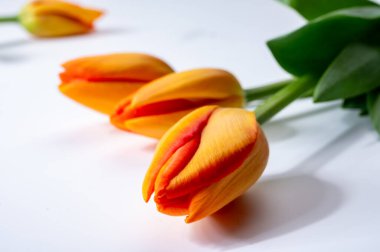 Beyaz arkaplanda renkli turuncu Fransız laleleri fotokopi alanı üst görünüm, kutlama kartı, dekorasyon veya duvar kağıdı kavramı