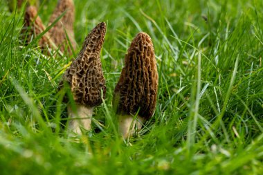 Yabani bahar mantarları, morşellalar ya da gerçek mantarlar. Gurme aşçılar için yenilebilir mantarlar. Katalan ve Fransız mutfağında, yeşil çimenlerde, ilkbaharda çiftlikte morinalarda hasat.