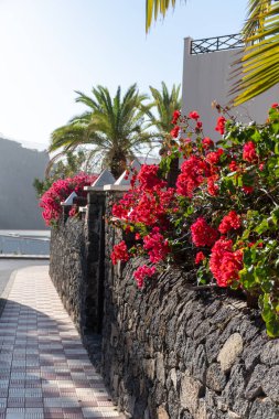 Tenerife adasındaki Icod de Los Vinos yakınlarındaki San Marcos sahilinde yürümek, turizm beldesi, kışın güneşli bir tatil, Kanarya, İspanya