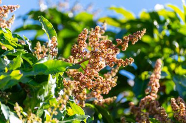 İspanya 'nın Gran Canaria adasındaki meyve bahçesinde yetişen tropikal mango ağacının mevsimlik çiçekleri, tarlada mango meyveleri yetiştirmek. Kapat..