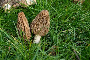 Yabani bahar mantarları, morşellalar ya da gerçek mantarlar. Gurme aşçılar için yenilebilir mantarlar. Katalan ve Fransız mutfağında, yeşil çimenlerde, ilkbaharda çiftlikte morinalarda hasat.