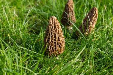 Yabani bahar mantarları, morşellalar ya da gerçek mantarlar. Gurme aşçılar için yenilebilir mantarlar. Katalan ve Fransız mutfağında, yeşil çimenlerde, ilkbaharda çiftlikte morinalarda hasat.