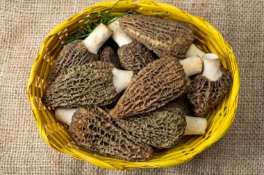 Çiğ bahar mantarları morşeller ya da gerçek mantarlar gurme aşçılar için yenilebilir kese mantarları, Katalan ve Fransız mutfağında, yenilebilir yabani mantarlar